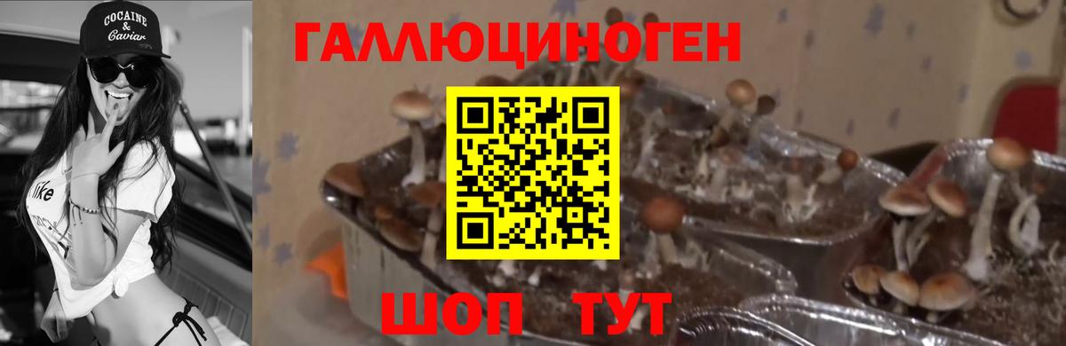 Шарыпово  Псилоцибиновые грибы Psilocybine cubensis  Вход с VPN  Псилоцибиновые грибы мицелий 